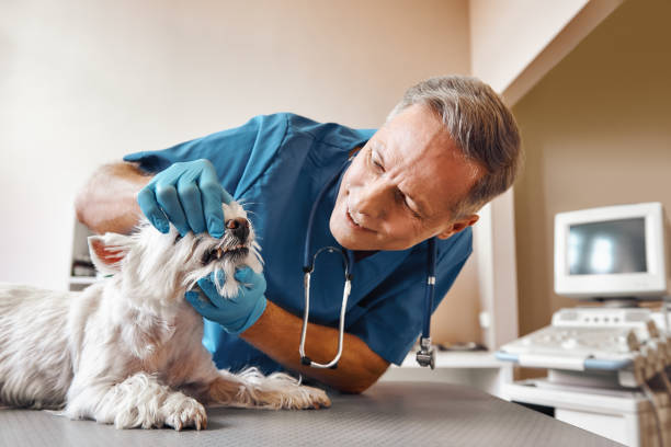 Best Emergency Dental Care for Broken or Chipped Teeth in Haines, AK